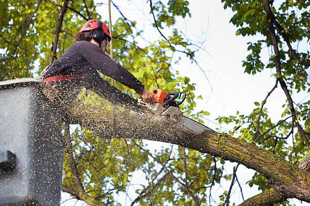 Best Emergency Tree Removal  in Ben Bolt, TX