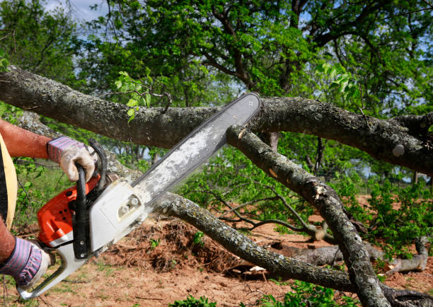 How Our Tree Care Process Works  in  Ben Bolt, TX